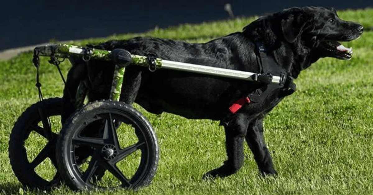 Dog Wheelchairs