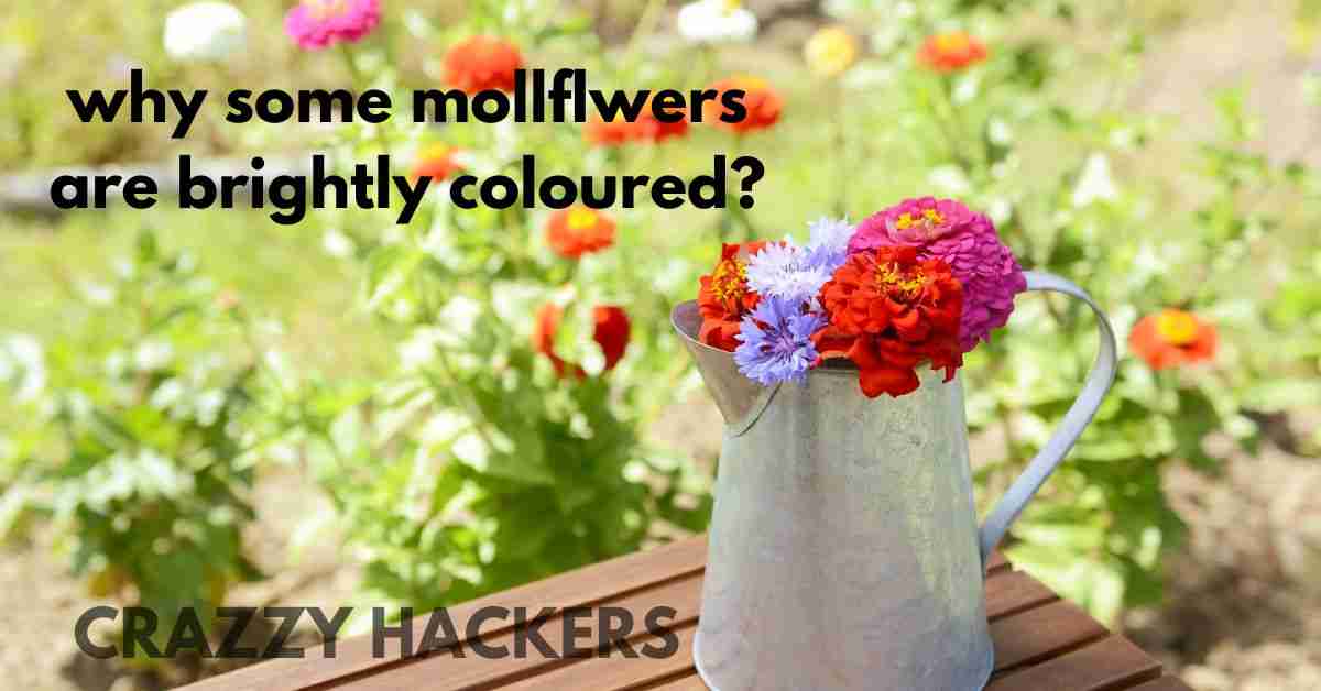 why some mollflwers are brightly coloured