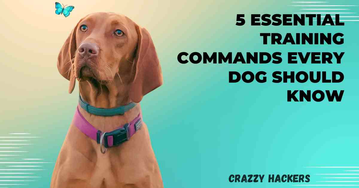 Training Commands